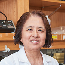 Xiao-Hong Sun, Ph.D.