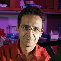 José Alberola-Ila, M.D., Ph.D.