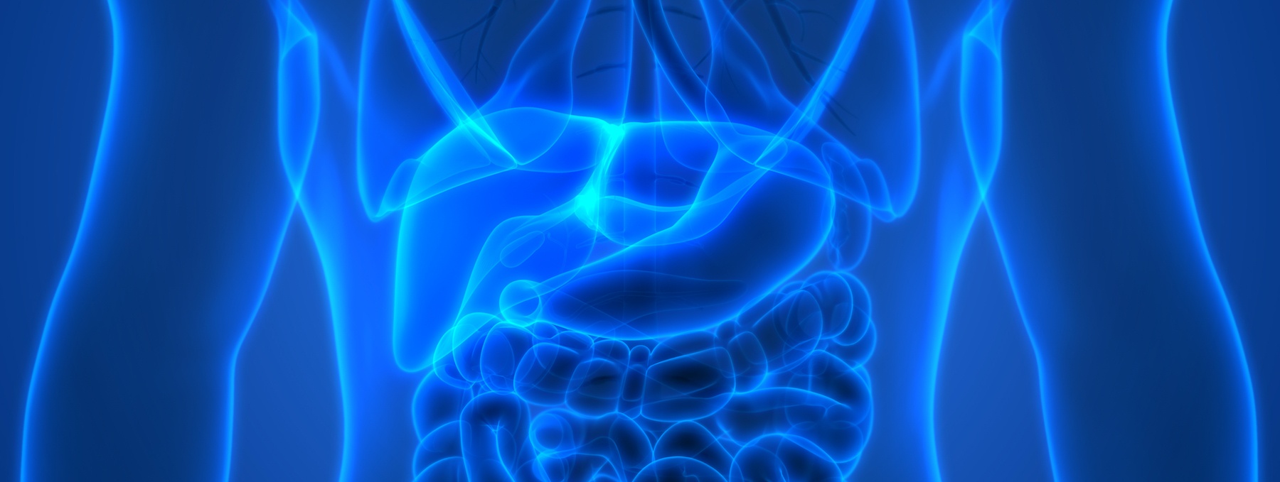 3D Illustration of Human Digestive System Liver Anatomy