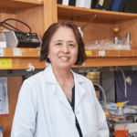 Xiao-Hong Sun, Ph.D.