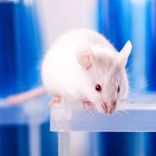 Development of a Colorectal Cancer and Colitis Mouse Model using Type O-glycans
